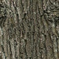 Seamless Bark 0019